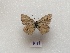 (Polyommatus orphicus - RVcoll18D211)  @11 [ ] CreativeCommons  Attribution (by) (2019) Laurian Parmentier Institut de Biologia Evolutiva