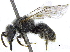  (Lasioglossum CtenoZAF6 - 06747E05-ZAF)  @13 [ ] CreativeCommons - Attribution (2015) CBG Photography Group Centre for Biodiversity Genomics