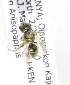  (Halictus KEN02 - 06746A10-KEN)  @11 [ ] CreativeCommons - Attribution Non-Commercial Share-Alike (2010) Unspecified York University