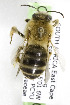  (Eucera ruficollis - 06746G03-ZAF)  @13 [ ] CreativeCommons - Attribution Non-Commercial Share-Alike (2010) Unspecified York University