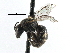  (Lasioglossum CtenoGHA1 - CCDB-01568 F04)  @14 [ ] CreativeCommons - Attribution (2016) CBG Photography Group Centre for Biodiversity Genomics