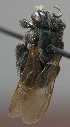  (Scaptotrigona depilis - CBF-Hym-00901)  @12 [ ] Copyright (2012) CBF Colección Boliviana de Fauna