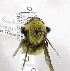  (Bombus morrisoni - 01-UT-2597)  @14 [ ] CreativeCommons - Attribution Non-Commercial Share-Alike (2010) Unspecified York University