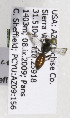  (Sphecodes USA03 - CCDB-03759 E12)  @13 [ ] CreativeCommons - Attribution Non-Commercial Share-Alike (2010) Unspecified York University