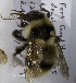  (Bombus kirbiellus - CCDB-03759 F08)  @14 [ ] CreativeCommons - Attribution Non-Commercial Share-Alike (2010) Unspecified York University