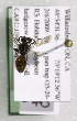  (Sphecodes cressonii - CCDB-06704 B12)  @12 [ ] Unspecified (default): All Rights Reserved (2011) Unspecified York University
