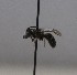  (Lasioglossum callizonium - 1140.MB)  @11 [ ] Copyright (2019) MCAST Unspecified