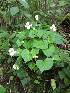  (Begonia micranthera - FML-ANG-000002a)  @11 [ ] No Rights Reserved  Unspecified Unspecified