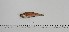  (Trachinus lineolatus - TRU-BN-1)  @11 [ ] Unspecified (default): All Rights Reserved (2024) INRH, Marocco Institut national de Recherche Halieutique, Maroc