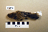  (Poecile cinctus - UWBM 56944)  @14 [ ] Copyright (2008) Unspecified Burke Museum of Natural History and Culture