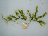  (Caulerpa racemosa - BDA0058)  @11 [ ] Unspecified (default): All Rights Reserved  Unspecified Unspecified