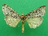  (Elaphrodes simplex - KLM Lep 09099)  @11 [ ] CreativeCommons - Attribution Non-Commercial Share-Alike (2070) Christian Wieser Landesmuseum Kaernten