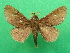  (Europtera punctillata - KLM Lep 09188)  @11 [ ] CreativeCommons - Attribution Non-Commercial Share-Alike (2064) Christian Wieser Landesmuseum Kaernten