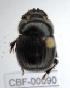  ( - CBF-Scarab-000090)  @11 [ ] No Rights Reserved  Unspecified Unspecified