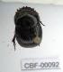  ( - CBF-Scarab-000092)  @11 [ ] No Rights Reserved  Unspecified Unspecified