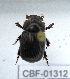  ( - CBF-Scarab-001312)  @12 [ ] No Rights Reserved  Unspecified Unspecified