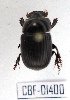  ( - CBF-Scarab-001400)  @12 [ ] Copyright (2011) CBF Coleccion Boliviana de Fauna