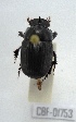  (Ontherus obliquos - CBF-Scarab-001753)  @13 [ ] Copyright (2011) CBF Coleccion Boliviana de Fauna