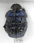  ( - CBF-Scarab-002127)  @11 [ ] Copyright (2011) CBF Coleccion Boliviana de Fauna