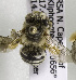  (Anthophora ZAF03 - CCDB-15277 E02)  @13 [ ] CreativeCommons - Attribution Non-Commercial Share-Alike (2011) Packer Collection York University York University