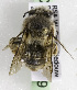  (Anthophora diversipes - CCDB-15279 A09)  @13 [ ] CreativeCommons - Attribution Non-Commercial Share-Alike (2011) Packer Collection York University York University