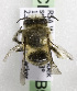  (Anthophora ZAF01 - CCDB-15279 B09)  @13 [ ] CreativeCommons - Attribution Non-Commercial Share-Alike (2011) Packer Collection York University York University