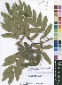  (Brachystegia longifolia - Burrows11258)  @11 [ ] No Rights Reserved  Unspecified Unspecified