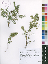  (Indigofera sanguinea - Burrows12693)  @11 [ ] No Rights Reserved  Unspecified Unspecified