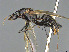  (Camponotus MG_m12 - CASENT0065865-D01)  @11 [ ] CreativeCommons  Attribution Non-Commercial Share-Alike (2023) Michele Esposito California Academy of Sciences
