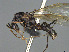  (Camponotus MG_m17 - CASENT0065939-D01)  @11 [ ] CreativeCommons  Attribution Non-Commercial Share-Alike (2023) Michele Esposito California Academy of Sciences