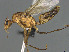  (Camponotus MG_m29 - CASENT0166091-D01)  @11 [ ] CreativeCommons  Attribution Non-Commercial Share-Alike (2023) Michele Esposito California Academy of Sciences