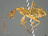  (Camponotus niavo - CASENT0191700-D01)  @11 [ ] CreativeCommons  Attribution Non-Commercial Share-Alike (2023) Michele Esposito California Academy of Sciences