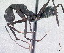  (Camponotus karsti - CASENT0217292-D01)  @11 [ ] CreativeCommons  Attribution Non-Commercial Share-Alike (2011) Erin Prado California Academy of Sciences