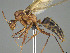  (Camponotus MG_m01 - CASENT0229810-D01)  @11 [ ] CreativeCommons  Attribution Non-Commercial Share-Alike (2023) Michele Esposito California Academy of Sciences