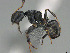  (Camponotus tafo - CASENT0275583-D01)  @11 [ ] CreativeCommons  Attribution Non-Commercial Share-Alike (2023) Michele Esposito California Academy of Sciences