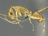  (Camponotus vano - CASENT0300018-D01)  @11 [ ] CreativeCommons  Attribution Non-Commercial Share-Alike (2023) Michele Esposito California Academy of Sciences