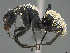  (Camponotus antsaraingy - CASENT0371026-D01)  @11 [ ] CreativeCommons  Attribution Non-Commercial Share-Alike (2023) Michele Esposito California Academy of Sciences
