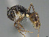  (Camponotus tanosy - CASENT0393304-D01)  @11 [ ] CreativeCommons  Attribution Non-Commercial Share-Alike (2023) Michele Esposito California Academy of Sciences