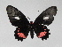  (Parides anchises - LCB0045)  @13 [ ] Copyright (2011) Christian Brevignon Research collection of L. and C. Brevignon