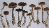  (Cortinarius glandicolor - YSU-F-03985)  @11 [ ] CreativeCommons  Attribution (by) (2023) Unspecified Yugra State University