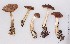  (Cortinarius testaceofolius - YSU-F-07592)  @11 [ ] CreativeCommons  Attribution (by) (2023) Unspecified Yugra State University