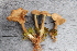  (Cortinarius davemallochii - YSU-F-10097)  @11 [ ] CreativeCommons  Attribution (by) (2023) Unspecified Yugra State University