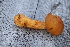  (Suillus punctipes - YSU-F-10533)  @11 [ ] CreativeCommons  Attribution (by) (2023) Unspecified Yugra State University