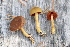  (Cortinarius semisanguineus - YSU-F-10539)  @11 [ ] CreativeCommons  Attribution (by) (2023) Unspecified Yugra State University