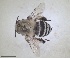  (Amegilla fasciata - RMNH.INS.1265399)  @11 [ ] by-nc-sa (2024) Unspecified Naturalis Biodiversity Centre