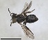  (Andrena minutula dargia - RMNH.INS.1266076)  @11 [ ] by-nc-sa (2024) Unspecified Naturalis Biodiversity Centre