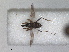  (Tachydromia smithi - RMNH.INS.1530534)  @11 [ ] by-nc-sa (2023) Unspecified Naturalis Biodiversity Centre