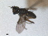  (Coenosia antennata - RMNH.INS.1530596)  @11 [ ] by-nc-sa (2024) Unspecified Naturalis Biodiversity Centre