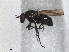  (Calliopum geniculatum - RMNH.INS.1530602)  @11 [ ] by-nc-sa (2024) Unspecified Naturalis Biodiversity Centre