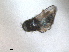  (Meoneura obscurella - RMNH.INS.1530624)  @11 [ ] by-nc-sa (2024) Unspecified Naturalis Biodiversity Centre